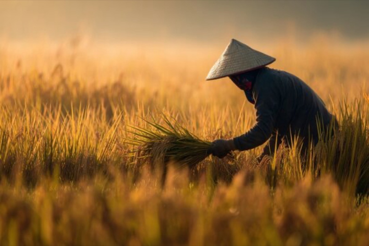 Sakahon farmers